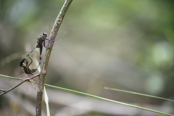 Dragonfly sex with space.