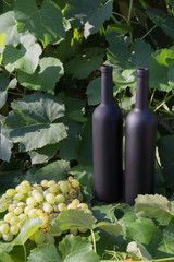 two black bottles of wine stands on the background of green leaves of grapes and next to it lies a bunch of grapes