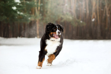 bernese mountain dog in winter forest