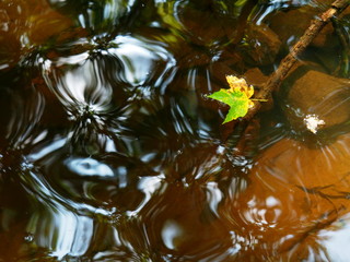 Autumn colors, autumn leaves, hiking, forest