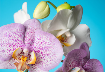 orchids