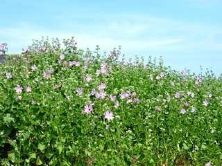 wild flowers on background of blue sky
