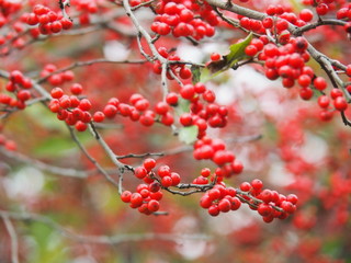 Red Autumn Berries