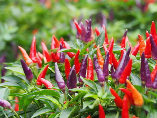 Hot and spicy pepper plants in the garden
