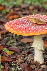 Fly Agaric in autumn on the forest floor covered in dry leaves.