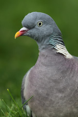 Close up of a Common Wood Pigeon (Columba palumbus) sitting on a lawn.