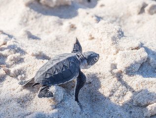 Small green sea turtle (Chelonia mydas), also known as black (sea) turtle, or Pacific green turtle on his way to the sea on a beach in Tanzania, Africa, seconds after hatching from his egg.