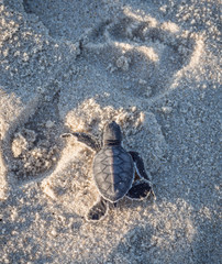 Small green sea turtle (Chelonia mydas), also known as black (sea) turtle, or Pacific green turtle...