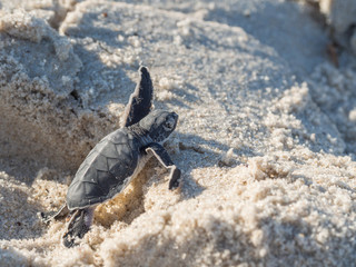 Small green sea turtle (Chelonia mydas), also known as black (sea) turtle, or Pacific green turtle...