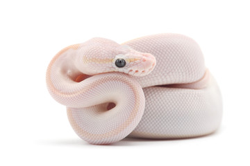 Snake Ball python isolated on white background