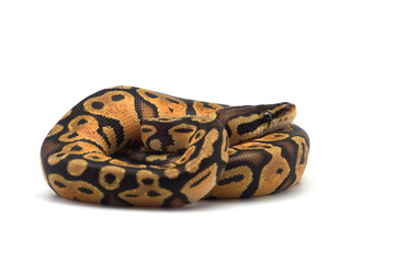 Snake Ball python isolated on white background