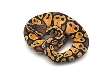 Snake Ball python isolated on white background