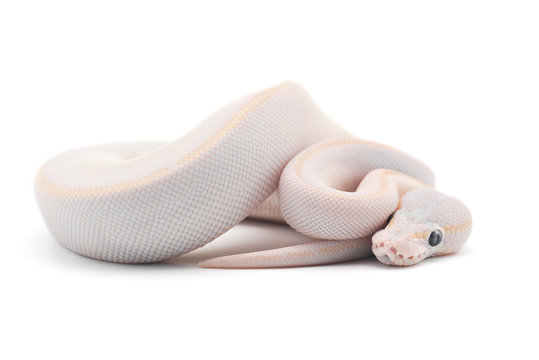 Snake Ball python isolated on white background