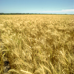 Wheat is a grass widely cultivated for its seed, a cereal grain which is a worldwide staple food....