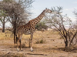 Masai giraffe on the savannah in Africa, feeding.