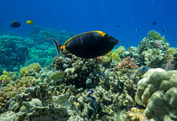 Obraz na płótnie Canvas tropical fish in coral reef