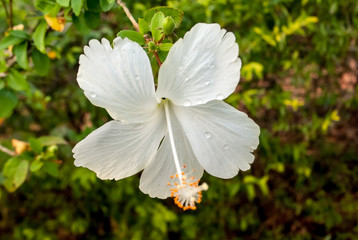 Blurred bluish white  flower, macro flower background blurred bluish white dahlia flower, macro flower background