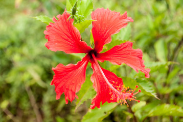  red  flower, macro flower background blurred   flower, macro flower background