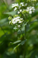 White snakeroot