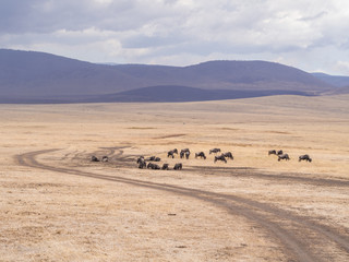 Fototapeta na wymiar Blue wildebeests resting in Ngorongoro Crater in Tanzania, Africa.