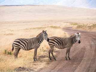 Fototapeta na wymiar Plains Zebras (Equus quagga, also known as the common zebra or Burchell's zebra) in Ngorongoro Crater in Tanzania, Africa., crossing a road