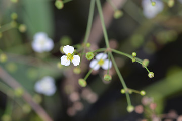 Common water plantain