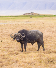 Obraz premium African buffalo (Syncerus caffer caffer) in Ngorongoro Crater in Tanzania, Africa
