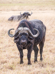 African buffalo (Syncerus caffer caffer) in Ngorongoro Crater in Tanzania, Africa