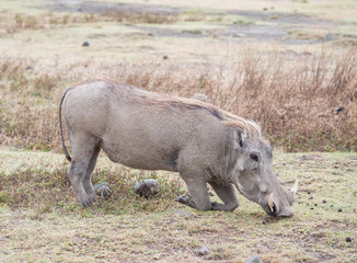 Adult warthog feeding in Ngorongoro, Tanzania