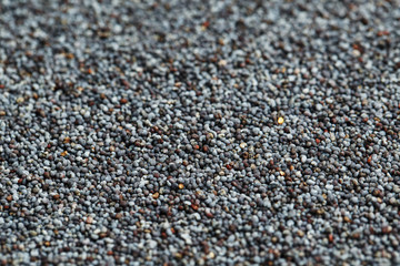 Macro of dried poppy seeds as a background.