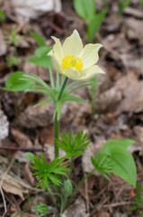 Blooming pasqueflower in a forest glade.