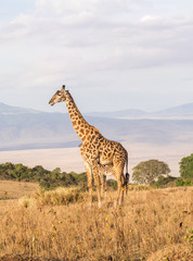 Giraffes on the rim of the Ngorongoro Crater in Tanzania, Africa, at sunset.