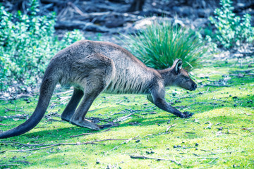 Kangaroo jumping on the grass