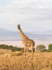 Giraffes on the rim of the Ngorongoro Crater in Tanzania, Africa, at sunset.