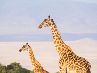 Herd of giraffes on the rim of the Ngorongoro Crater in Tanzania, Africa, at sunset.