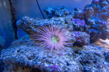 Fototapeta na wymiar Some sweet coral