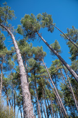 Pine trees against beautiful blue sky
