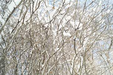 Mysterious background of the branches. Fabulous texture. Winter view. Through the branches of trees you can see a bright blue sky.