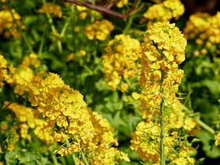 菜の花