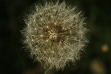 Foto auf Alu-Dibond Close up of Dandelion Seed Puffs with a blurred background. © fotosen55