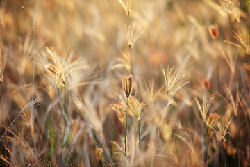 field of dry reeds grass background.