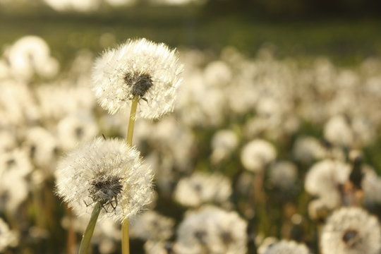 Fototapeta Field of white puffs from dandelions, taraxacum officinale flower.