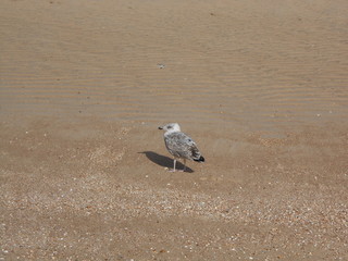 mouette