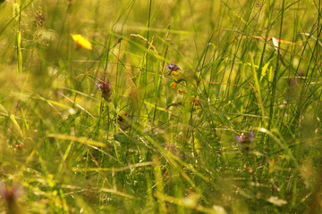 grass and sun
