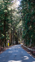 Obraz premium Suginami Cedar Avenue in Nikko