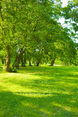 sunshine garden