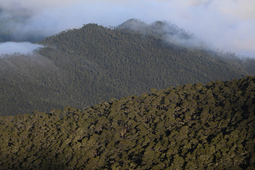 Forests on Pico Duarte, Dominican Republic