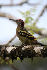 Hispaniolan Woodpecker