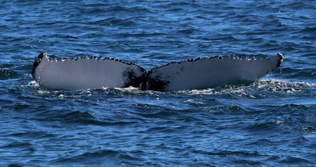 Fototapeta premium Humpback Whale Tail
