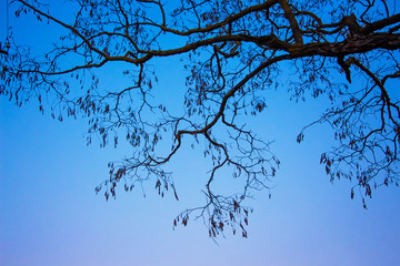 Dark branch of a tree on the background of a blue evening sky_